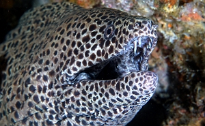 Banda Sea 2018 - DSC05938_rc - Blackspotted moray - Murene leopard - Gymnothorax favagineus